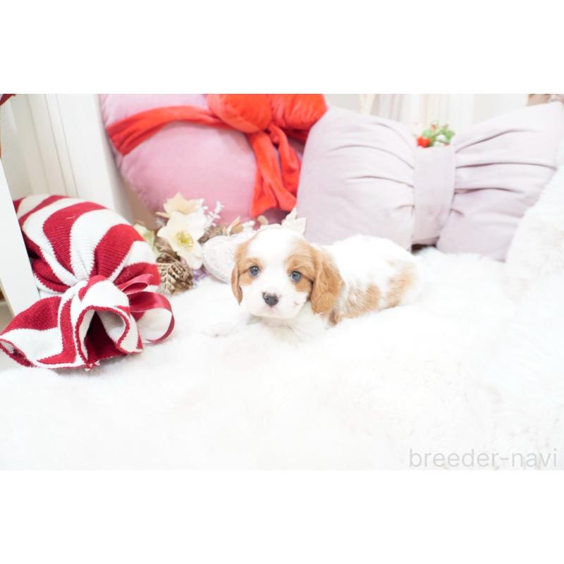 販売中の大阪府のキャバリアキングチャールズスパニエル-444226の5枚目