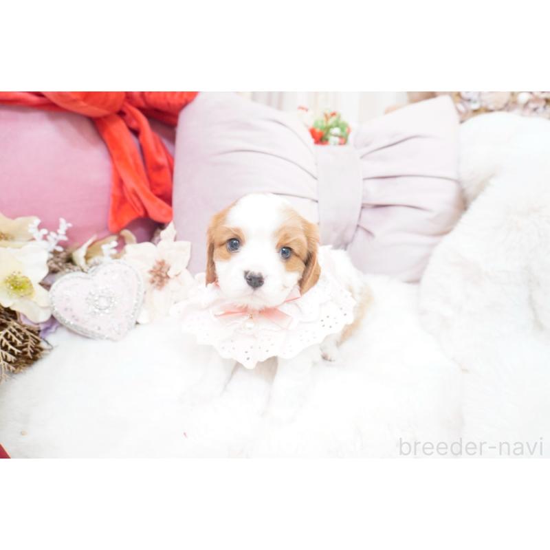 販売中の大阪府のキャバリアキングチャールズスパニエル-444226の3枚目