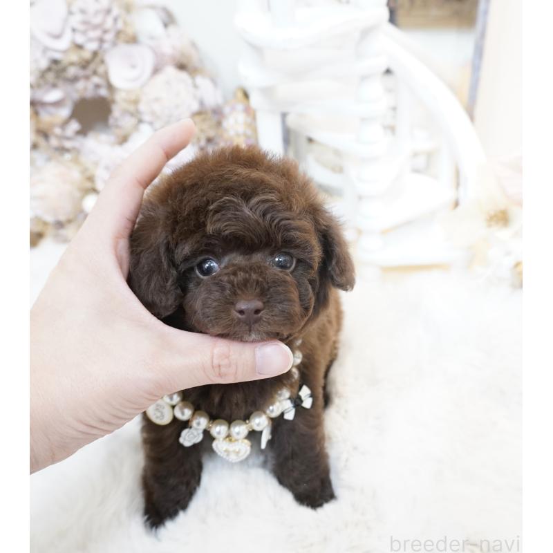 販売中の大阪府のティーカッププードル-444227の13枚目