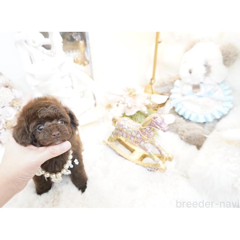 販売中の大阪府のティーカッププードル-444227の12枚目