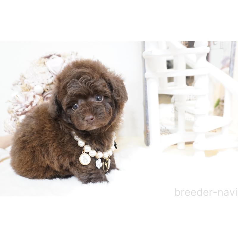 販売中の大阪府のティーカッププードル-444227の11枚目