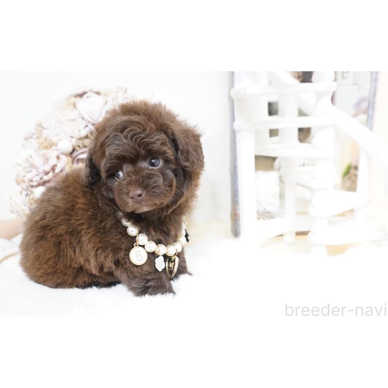 販売中の大阪府のティーカッププードル-444227の10枚目