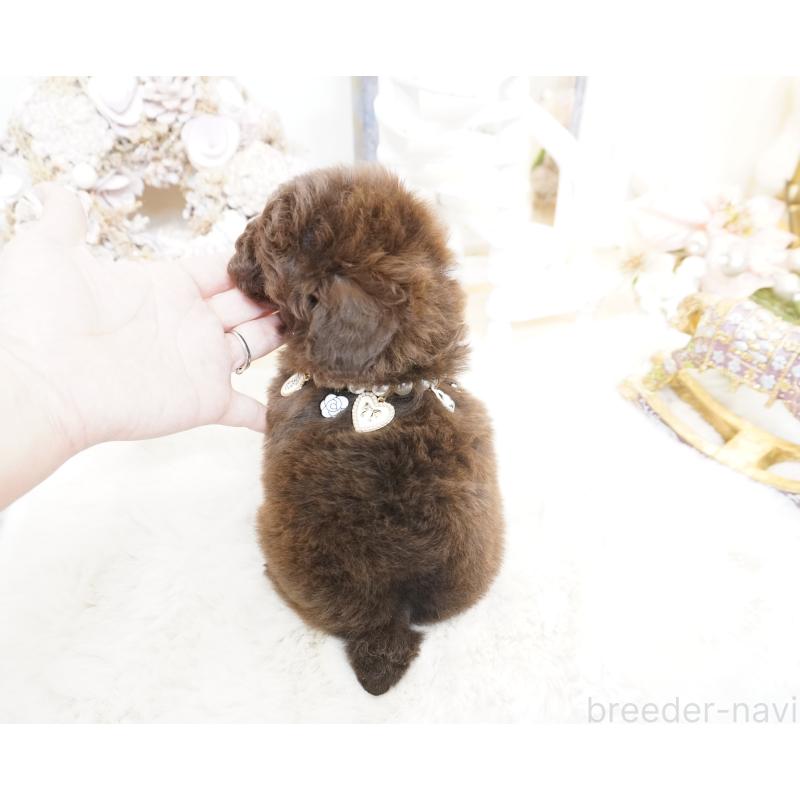 販売中の大阪府のティーカッププードル-444227の7枚目