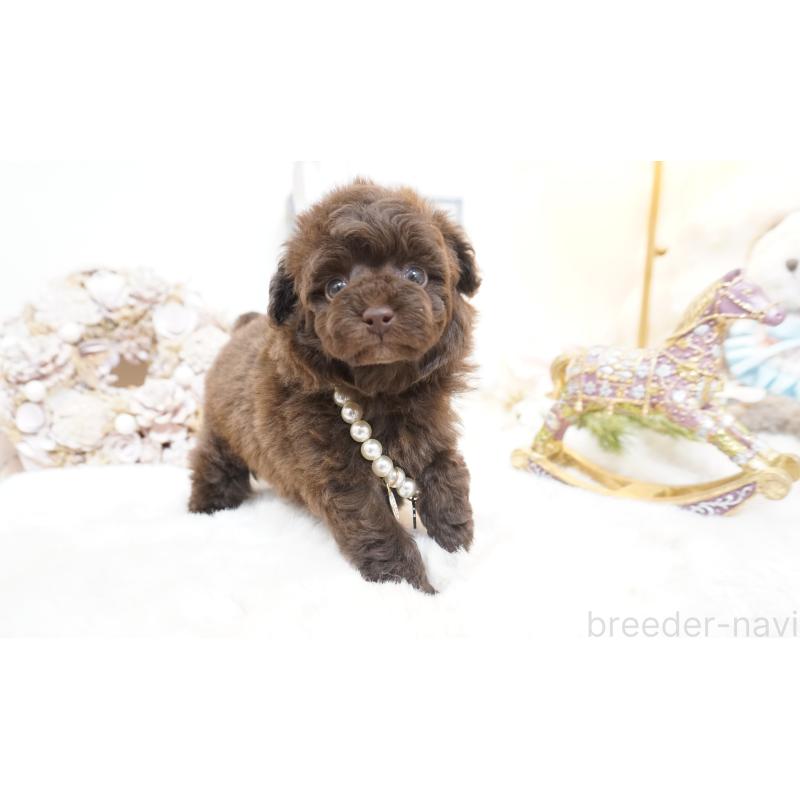 販売中の大阪府のティーカッププードル-444227の6枚目