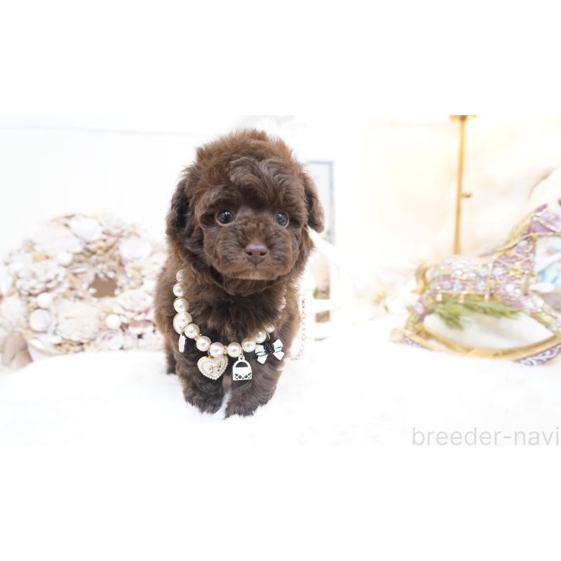 販売中の大阪府のティーカッププードル-444227の5枚目