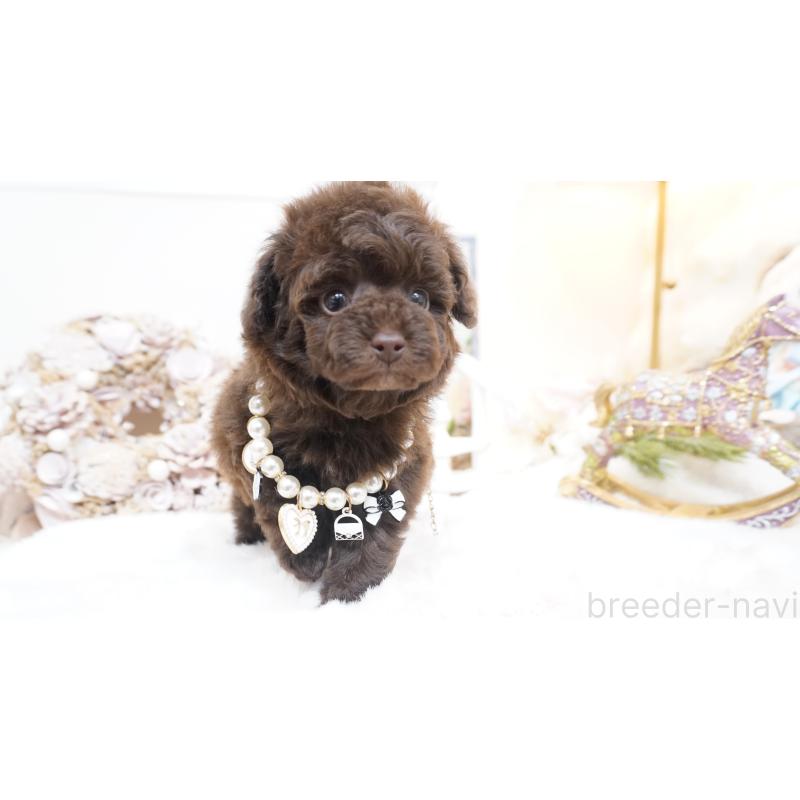 販売中の大阪府のティーカッププードル-444227の4枚目