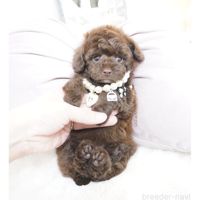 販売中の大阪府のティーカッププードル-444227の3枚目