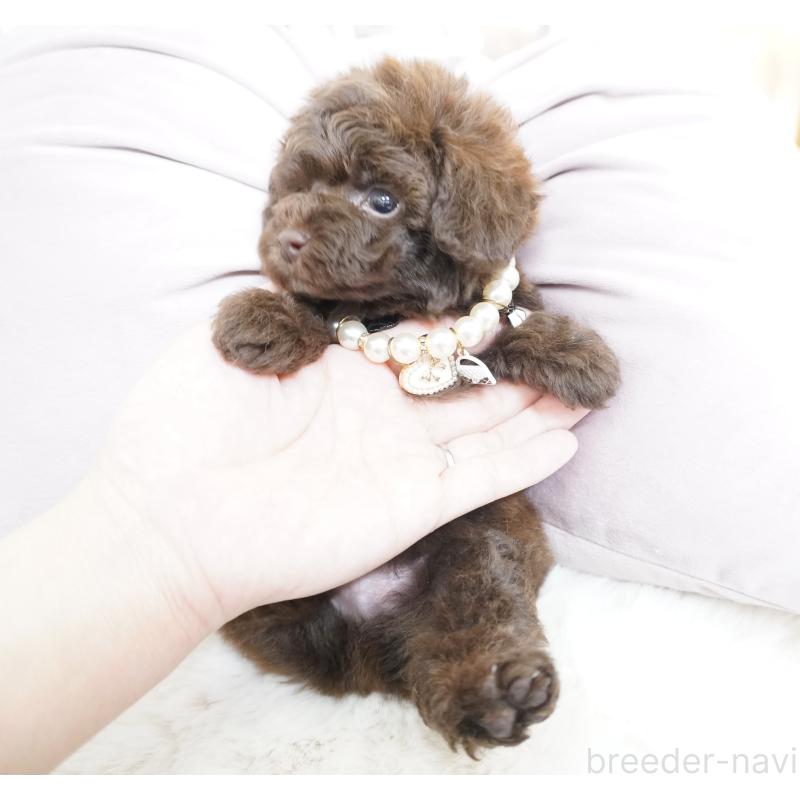 販売中の大阪府のティーカッププードル-444227の2枚目