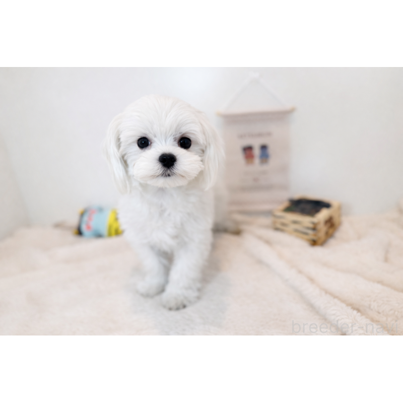 販売中の広島県のマルチーズ-405280の2枚目