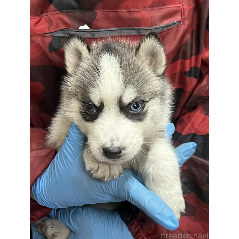 販売中の福岡県のシベリアンハスキー-444228の7枚目