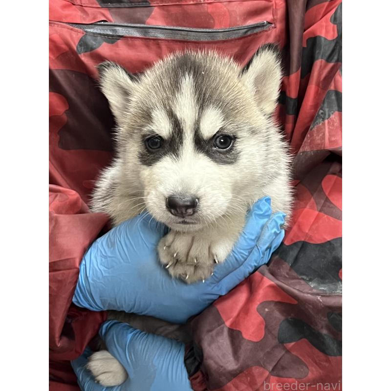 販売中の福岡県のシベリアンハスキー-444228の5枚目