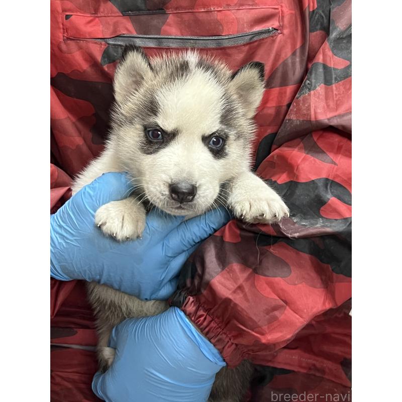 販売中の福岡県のシベリアンハスキー-444228の4枚目