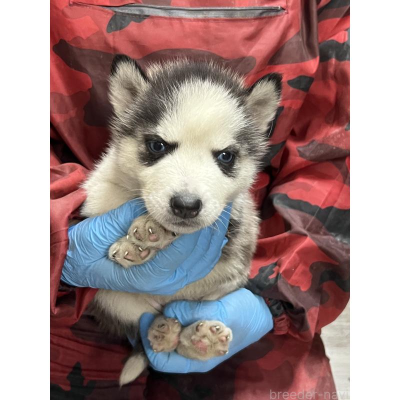 販売中の福岡県のシベリアンハスキー-444228の3枚目