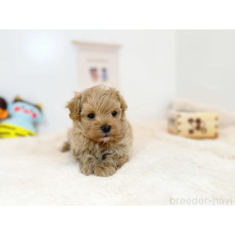 販売中の広島県のマルプー:マルチーズ×トイプードル-444229の2枚目