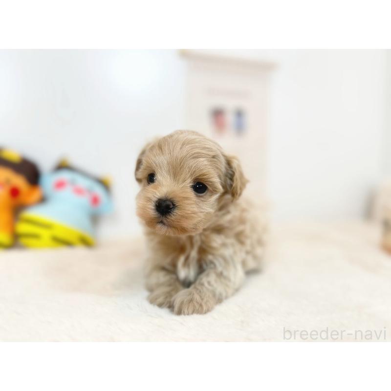 販売中の広島県のマルプー:マルチーズ×トイプードル-444231の3枚目