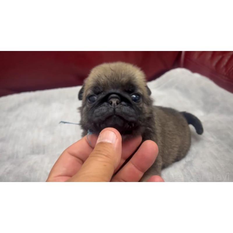 成約済の岡山県のパグ-440653の11枚目