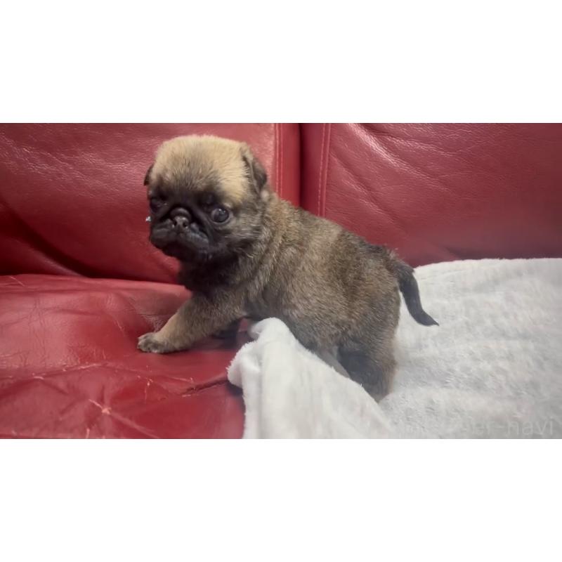 成約済の岡山県のパグ-440653の10枚目