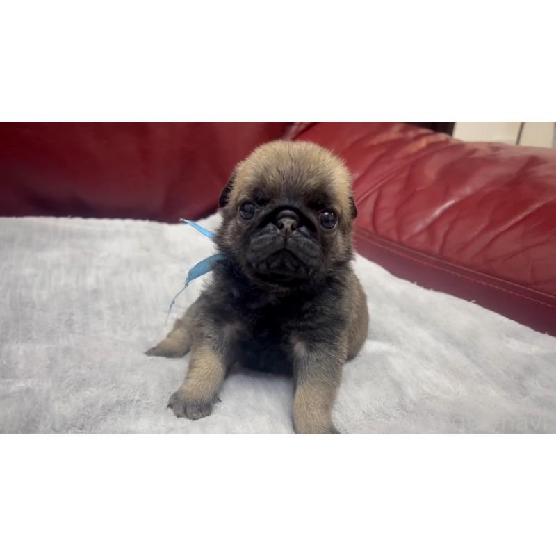 成約済の岡山県のパグ-440653の9枚目