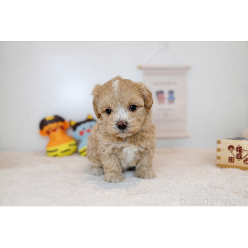 販売中の広島県のマルプー:マルチーズ×トイプードル-444233の3枚目