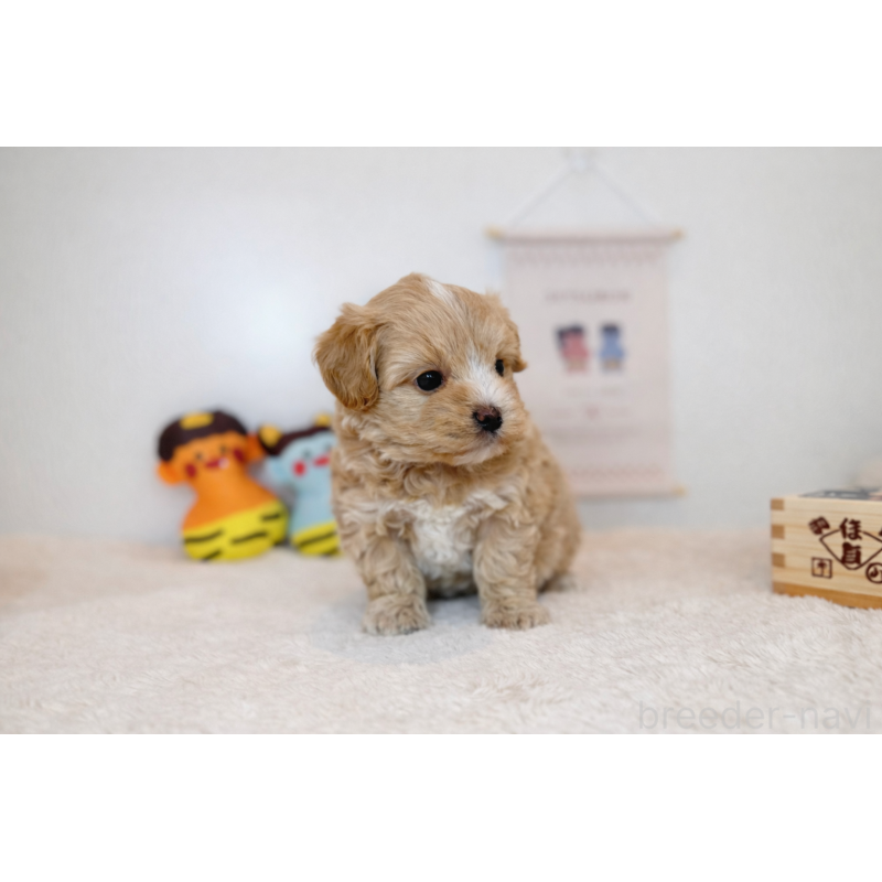 販売中の広島県のマルプー:マルチーズ×トイプードル-444233の2枚目