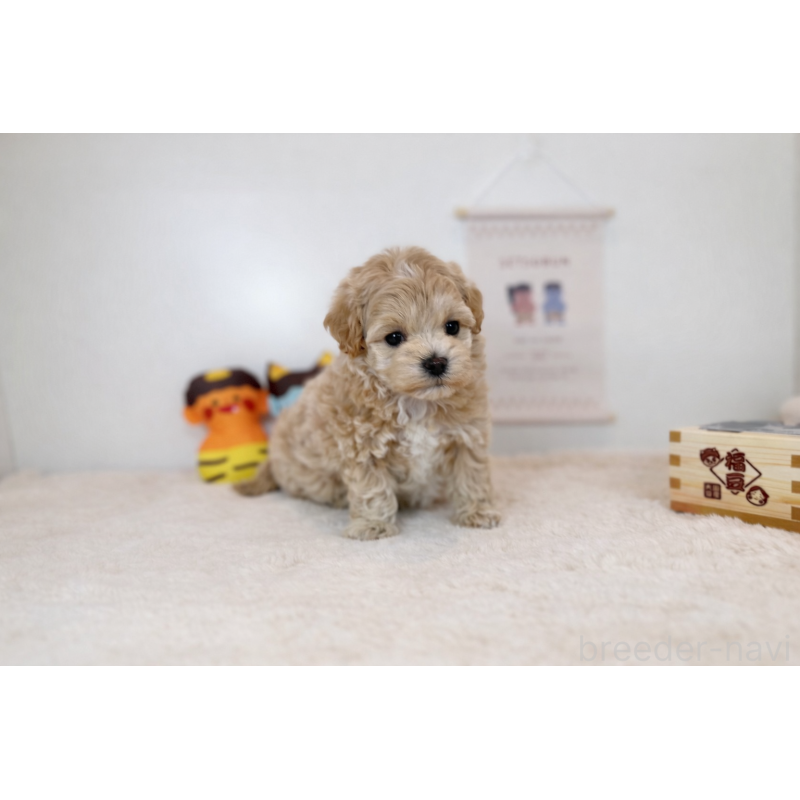 販売中の広島県のマルプー:マルチーズ×トイプードル-444234の2枚目