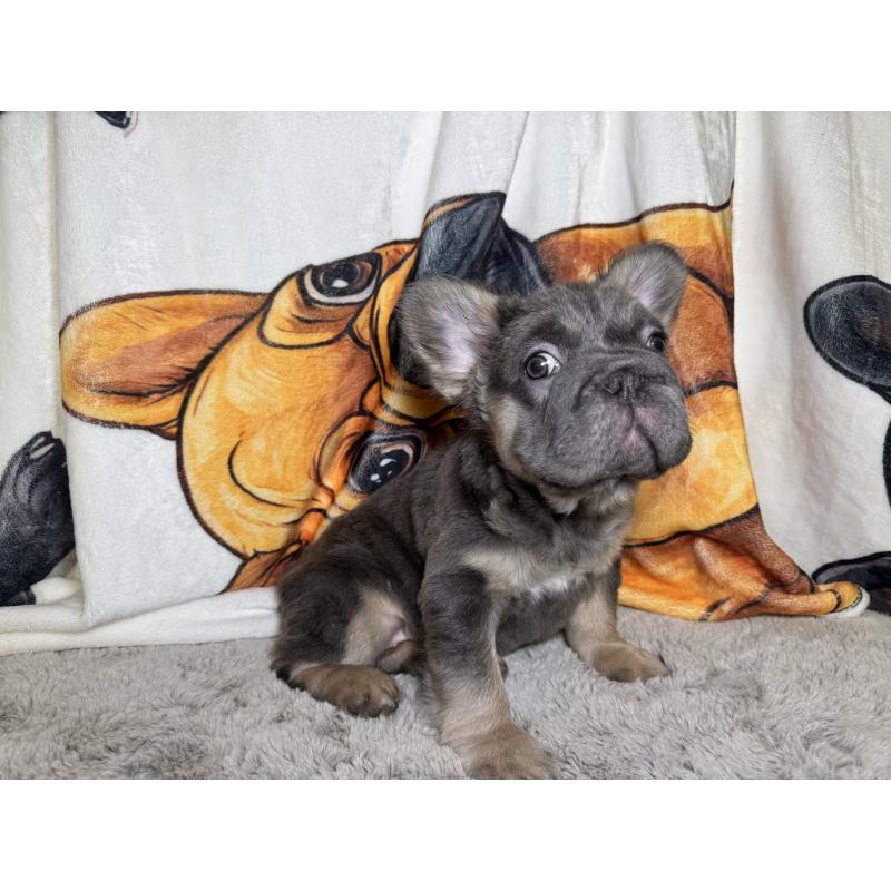 成約済の奈良県のフレンチブルドッグ-440458の5枚目