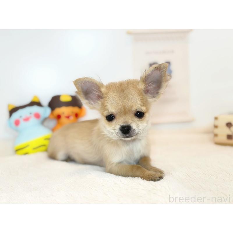 成約済の広島県のチワワ(ロングコート)-429158の2枚目