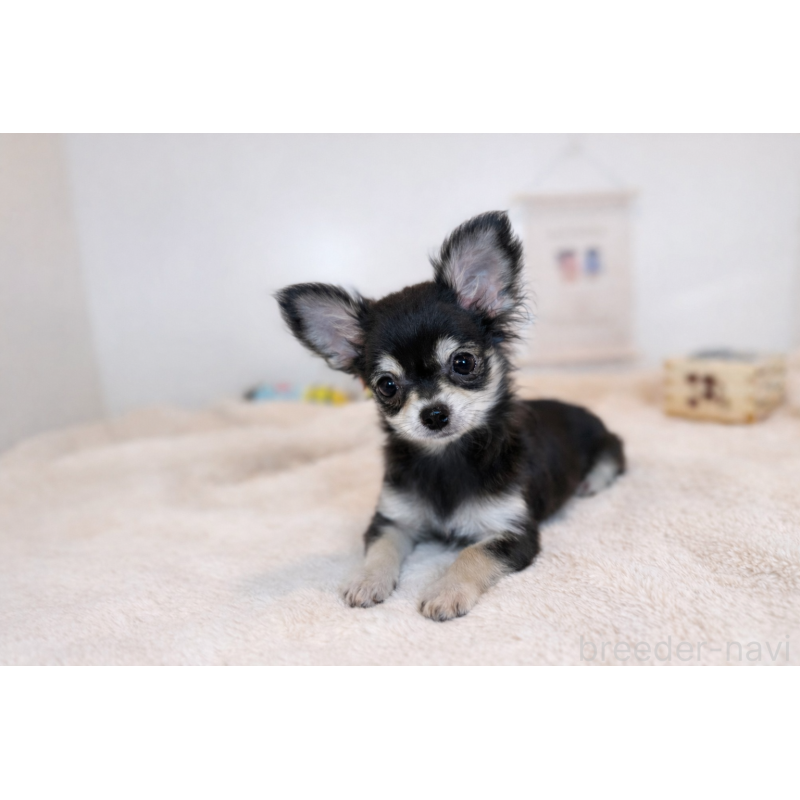 販売中の広島県のチワワ(ロングコート)-429157の2枚目