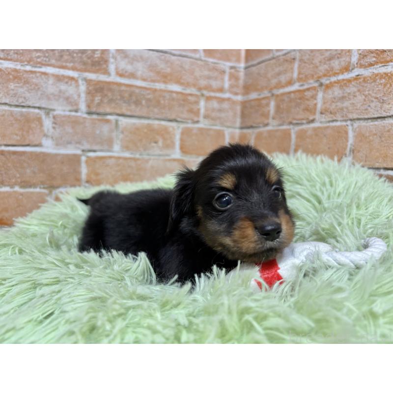 販売中の奈良県のカニンヘンダックスフンド(ロングヘアード)-444237の9枚目