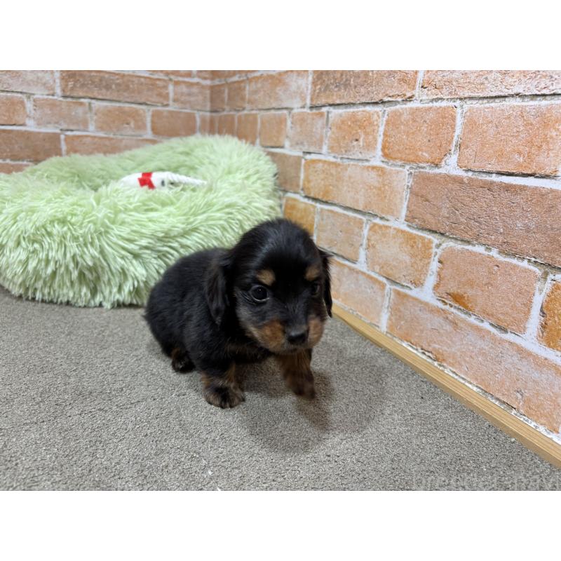 販売中の奈良県のカニンヘンダックスフンド(ロングヘアード)-444237の8枚目