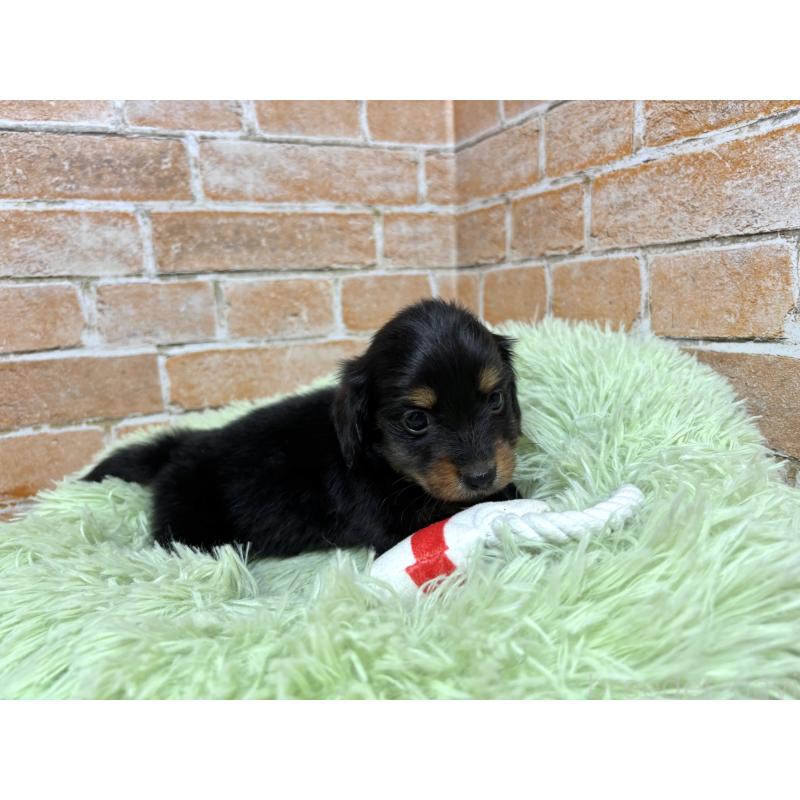 販売中の奈良県のカニンヘンダックスフンド(ロングヘアード)-444237の7枚目