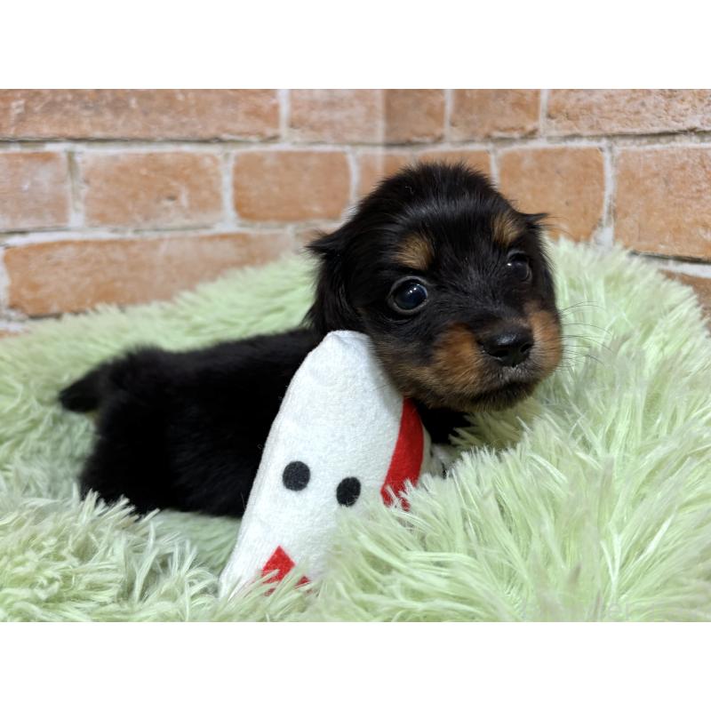 販売中の奈良県のカニンヘンダックスフンド(ロングヘアード)-444237の6枚目