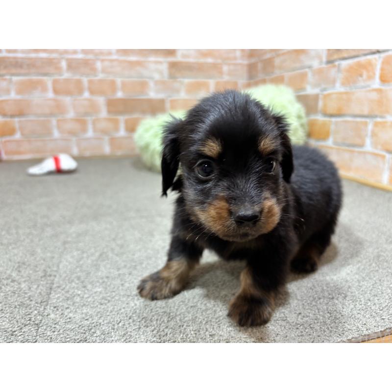 販売中の奈良県のカニンヘンダックスフンド(ロングヘアード)-444237の5枚目