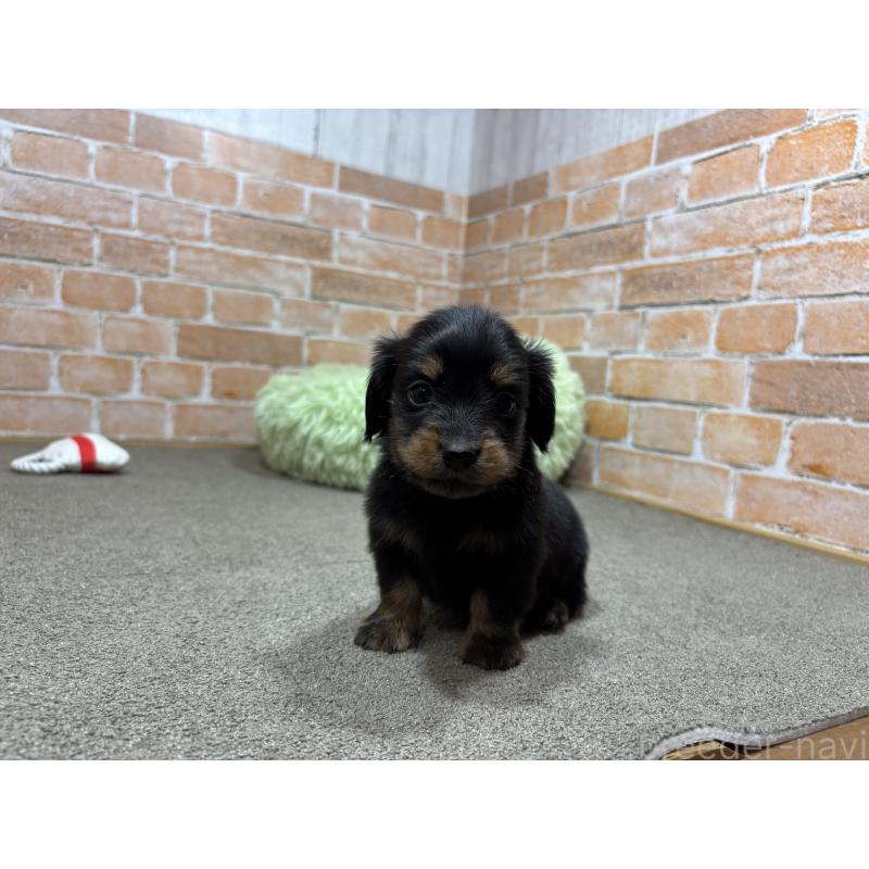 販売中の奈良県のカニンヘンダックスフンド(ロングヘアード)-444237の4枚目