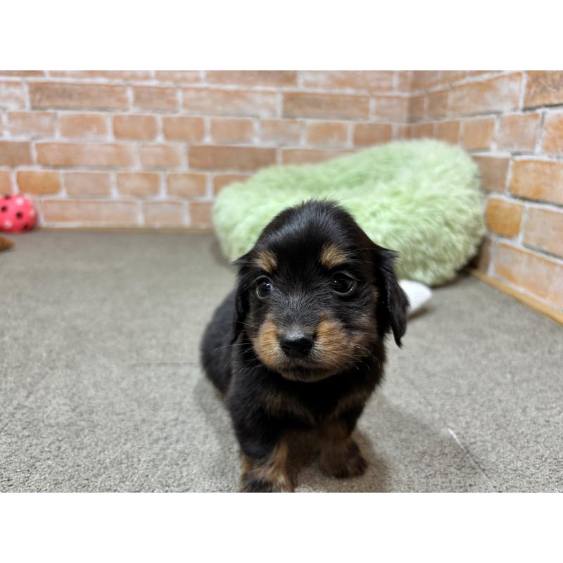 販売中の奈良県のカニンヘンダックスフンド(ロングヘアード)-444237の2枚目