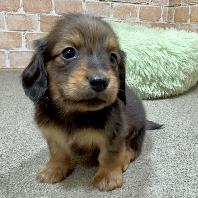 販売中の奈良県のカニンヘンダックスフンド(ロングヘアード)-444238の1枚目