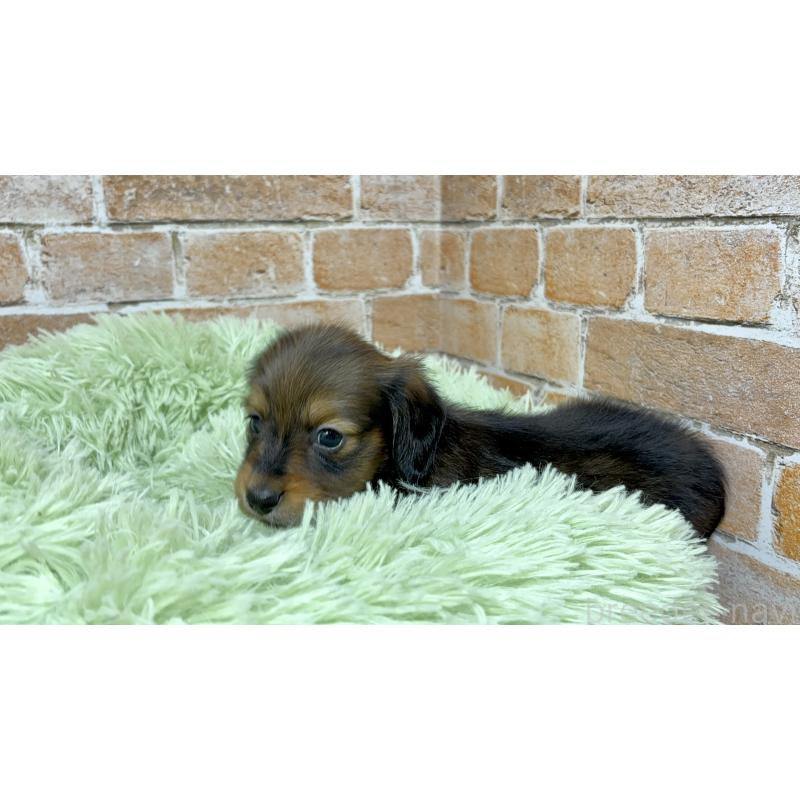 販売中の奈良県のカニンヘンダックスフンド(ロングヘアード)-444238の7枚目