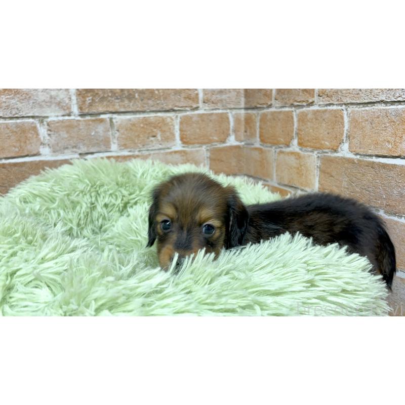 販売中の奈良県のカニンヘンダックスフンド(ロングヘアード)-444238の6枚目