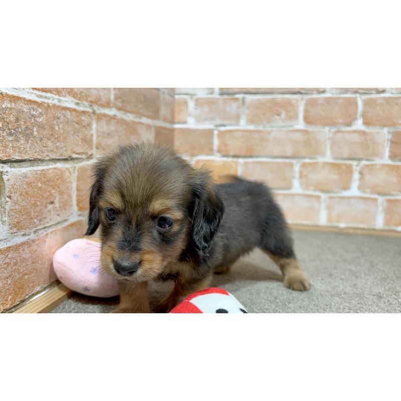 販売中の奈良県のカニンヘンダックスフンド(ロングヘアード)-444238の5枚目