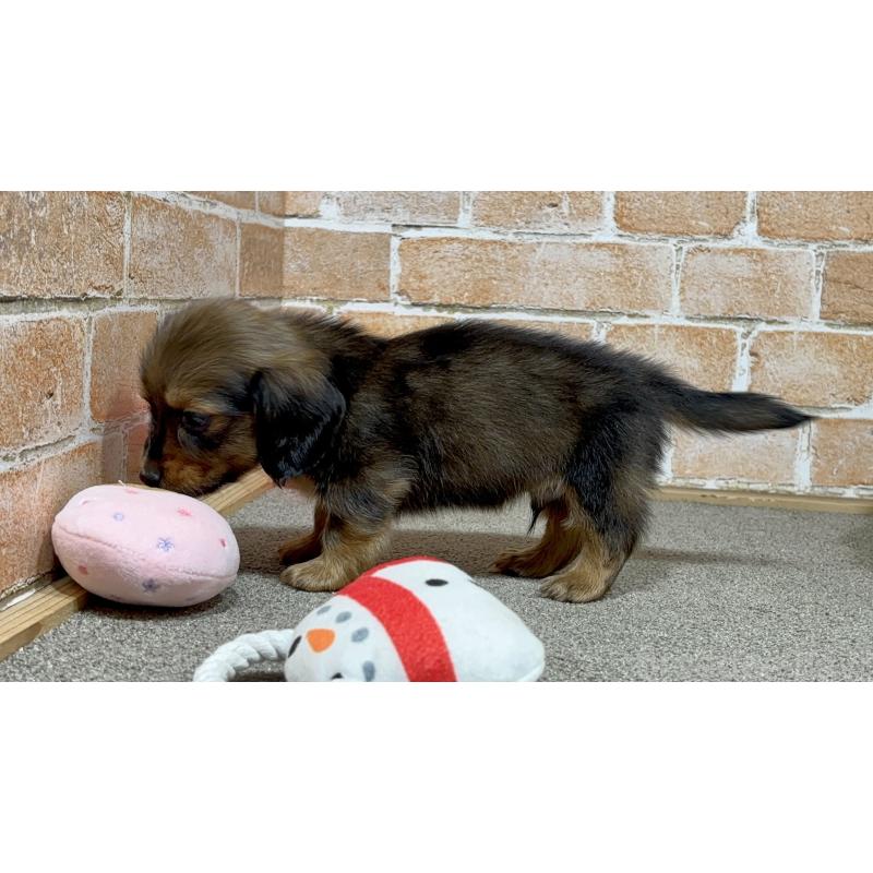 販売中の奈良県のカニンヘンダックスフンド(ロングヘアード)-444238の4枚目