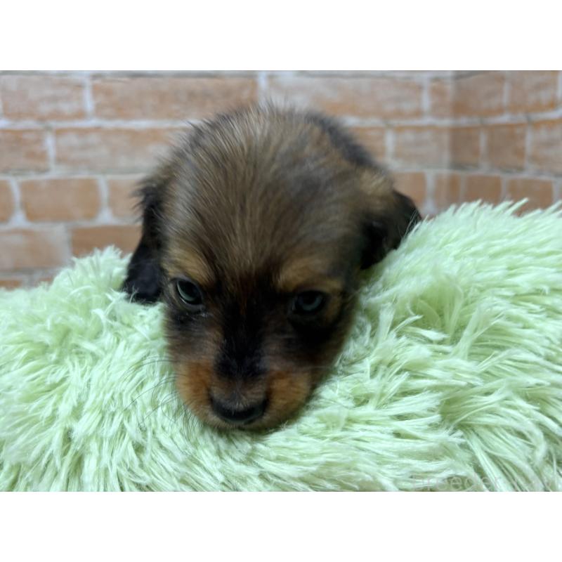 販売中の奈良県のカニンヘンダックスフンド(ロングヘアード)-444238の3枚目