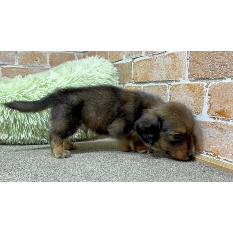 販売中の奈良県のカニンヘンダックスフンド(ロングヘアード)-444238の2枚目