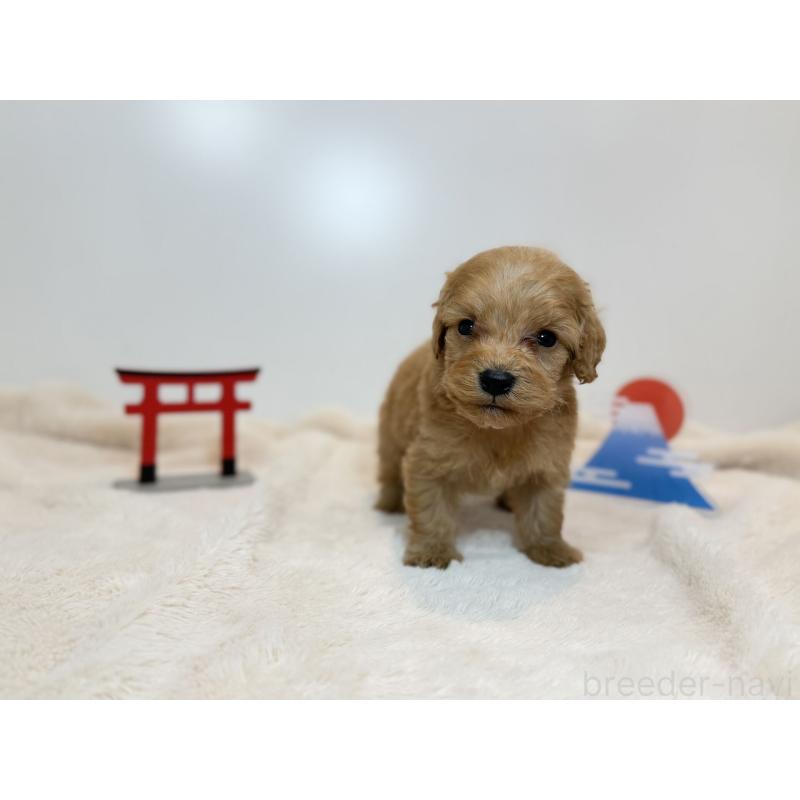 販売中の広島県のダップー:ミニチュアダックスフンド×トイプードル-444239の3枚目