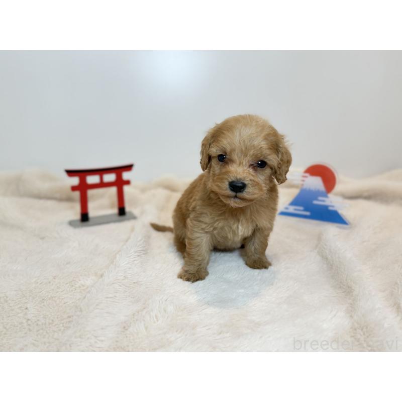 販売中の広島県のダップー:ミニチュアダックスフンド×トイプードル-444239の2枚目