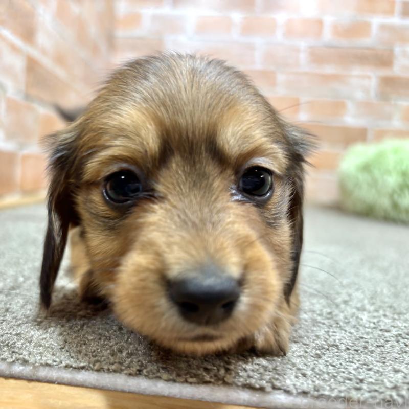 販売中の奈良県のカニンヘンダックスフンド(ロングヘアード)-444240