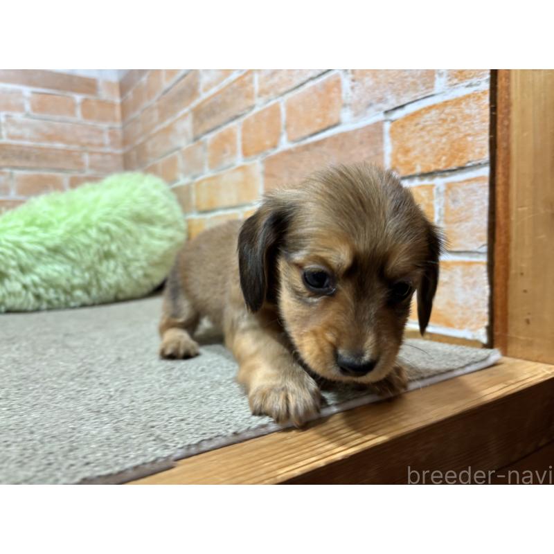 販売中の奈良県のカニンヘンダックスフンド(ロングヘアード)-444240の6枚目