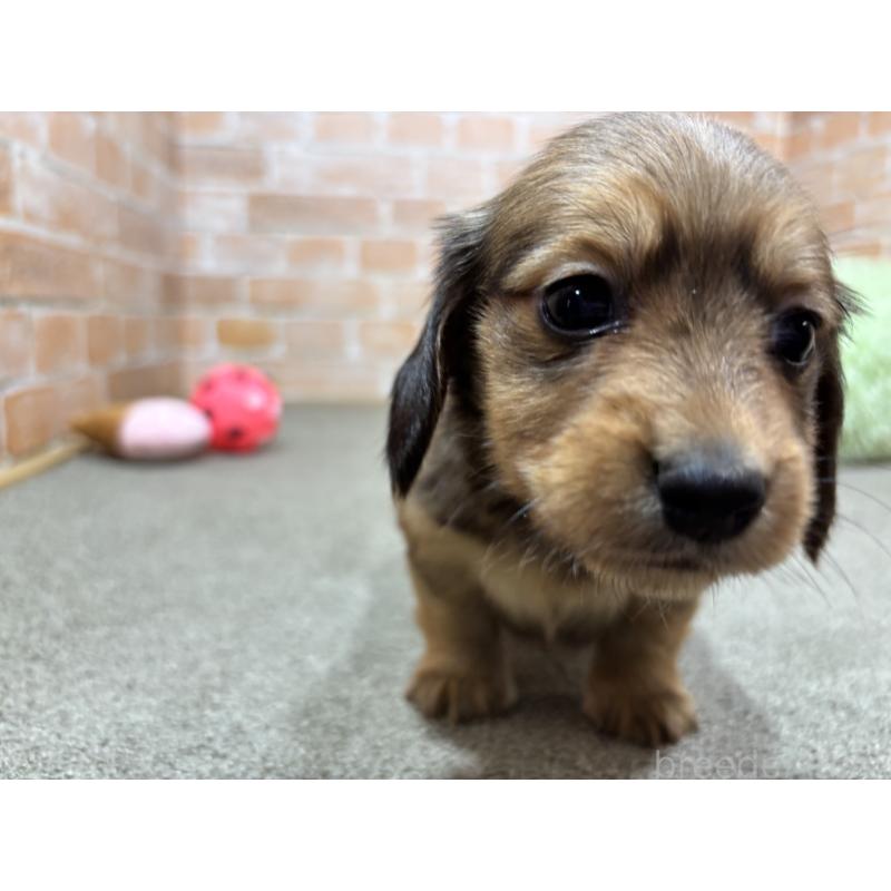 販売中の奈良県のカニンヘンダックスフンド(ロングヘアード)-444240の5枚目