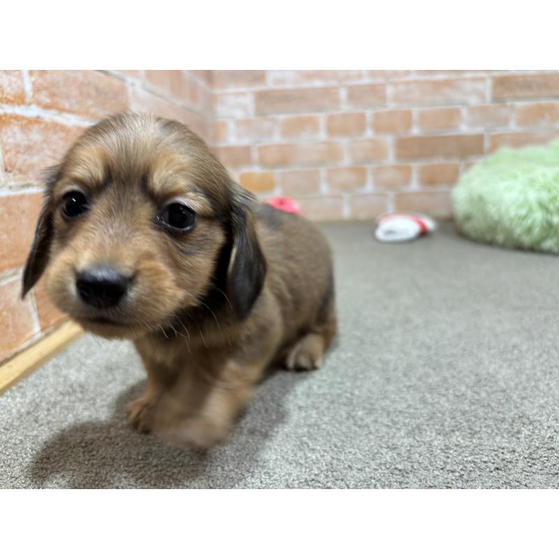 販売中の奈良県のカニンヘンダックスフンド(ロングヘアード)-444240の4枚目