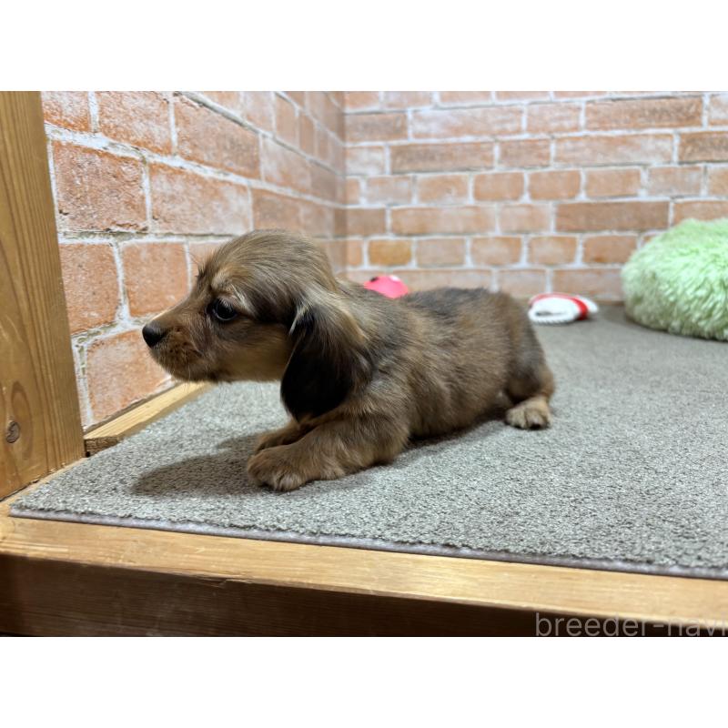 販売中の奈良県のカニンヘンダックスフンド(ロングヘアード)-444240の3枚目