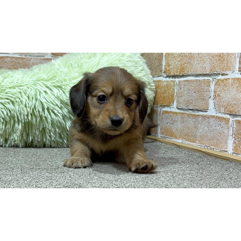 販売中の奈良県のカニンヘンダックスフンド(ロングヘアード)-444240の2枚目